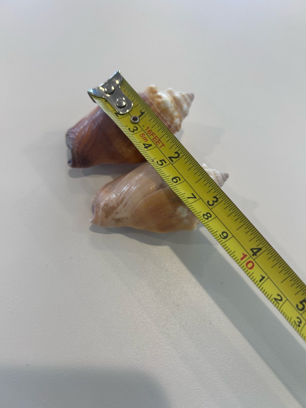 Two (2) Beautiful Shells - Picture 4 of 5